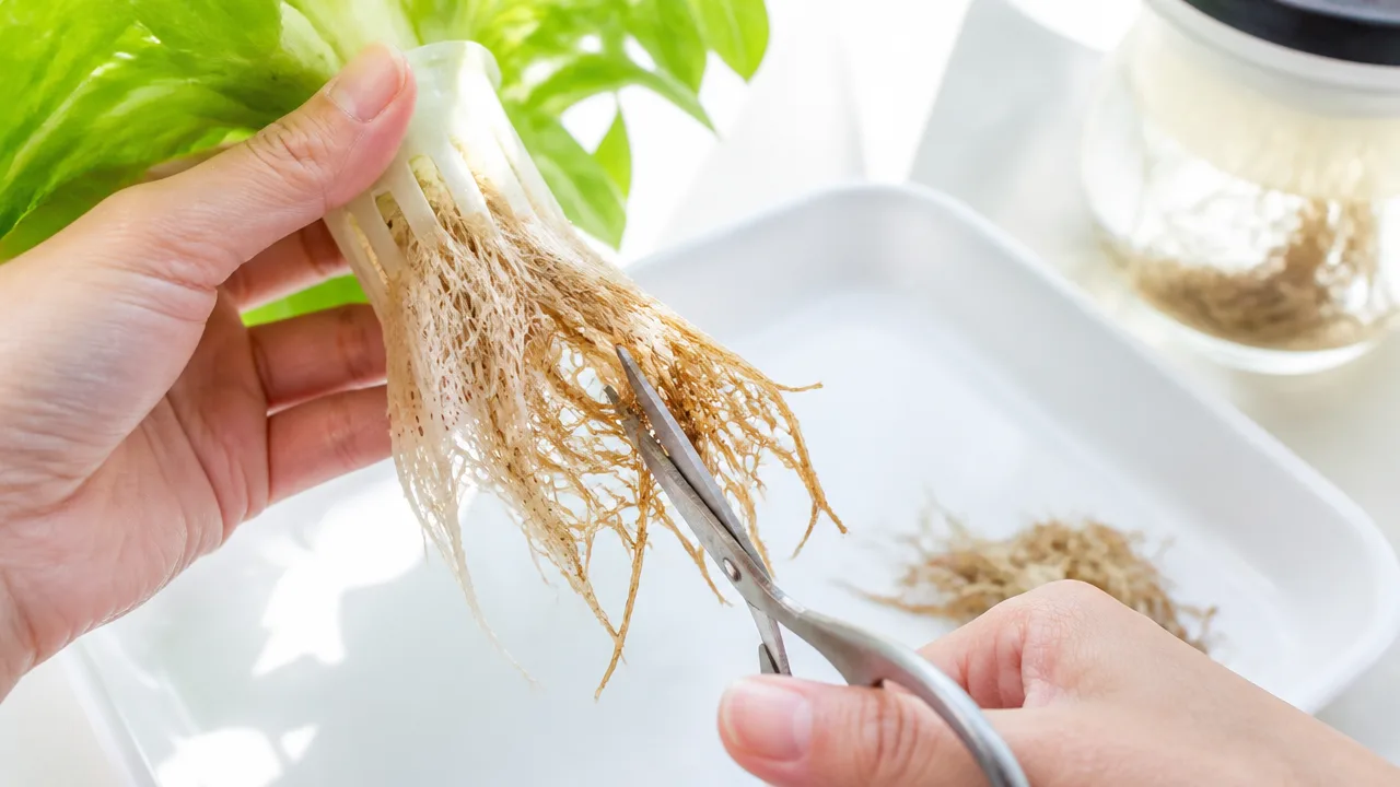 水耕栽培の根が茶色くなるのはなぜ？根腐れとの見分け方と対策を解説